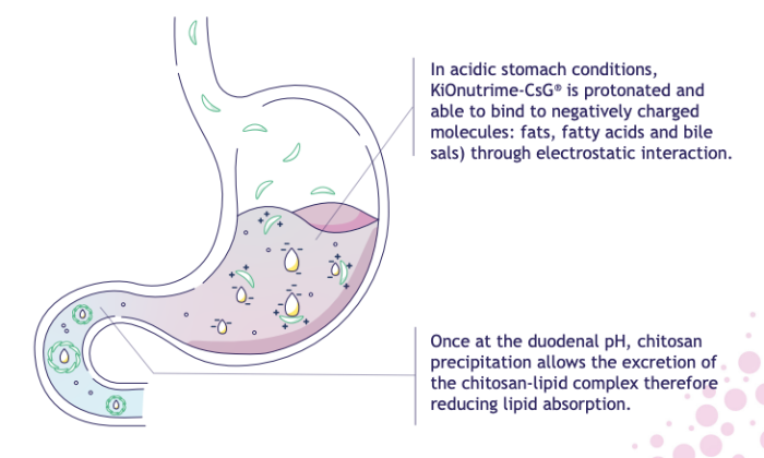 chitosan fat binder